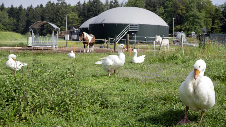 Auf einem grünen Feld ist eine Biogasanlage zu sehen. Rund herum laufen weiße Gänse.
