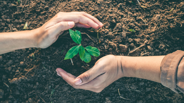 Bild zeigt zwei Hände die eine neue gepflanzte Pflanze halten