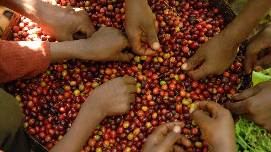 Bild zeigt Kinderhände die in roten Beeren eine auslese machen