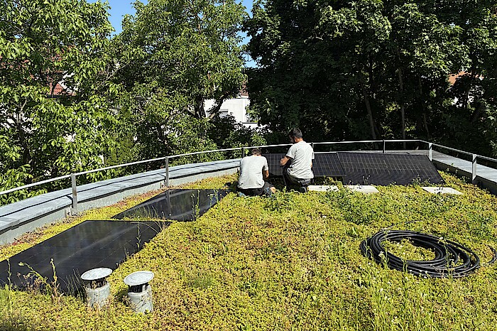 Zwei Männer knien auf dem begrünten flachen Dach und befestigen Solarmodule.
